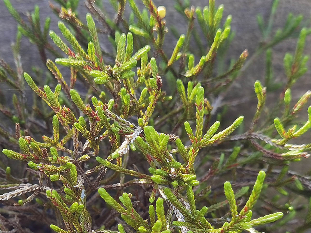 Cassiope mertensiana ssp gracilis